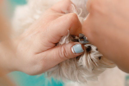 Woman groomer is cutting her nails to dog on pawの写真素材