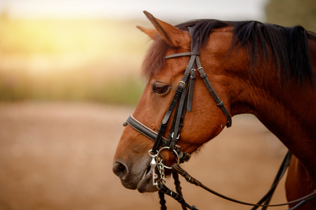 Close-up of head and eye brown horse, mane, stirrups on face.の写真素材