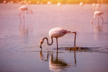 Pink flamingos in sunset blue water lake. National park. Concept migrationの写真素材
