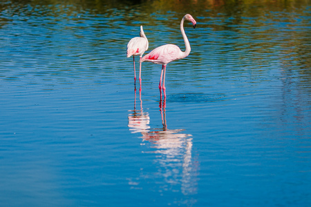 Pink flamingos in sunset blue water lake. National park. Concept migrationの写真素材
