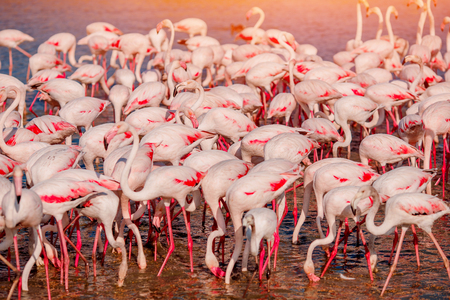 Pink flamingos in sunset blue water lake. National park. Concept migrationの写真素材