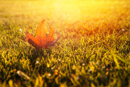 Autumnal leaf of Canadian maple lies on grass lawn in sunlight. Concept autumn, cold snap, end of summer.の写真素材