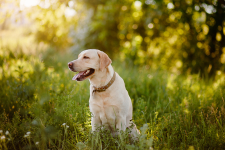 Dog labrador retriever playing outside smile in green parkの写真素材