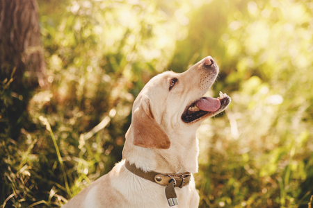 Dog labrador retriever playing outside smile in green parkの写真素材