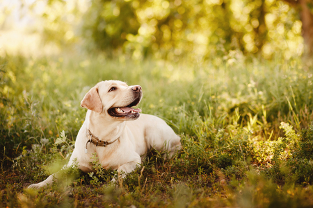 Dog labrador retriever playing outside smile in green parkの写真素材