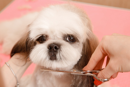 Woman groomer holding scissors above dogs head, cut Shih tzu hairの写真素材