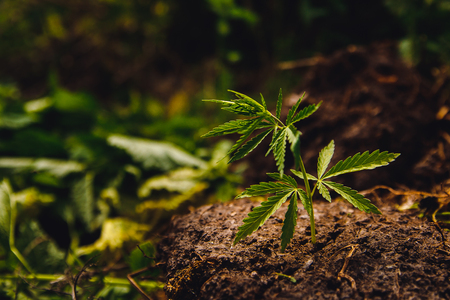 Cannabis plantation in sunlight. Bush green marijuanaの写真素材