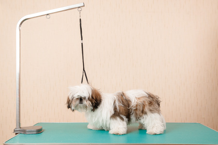 Closeup haircute dog grooming. Concept before and after Shih tzu shearの写真素材