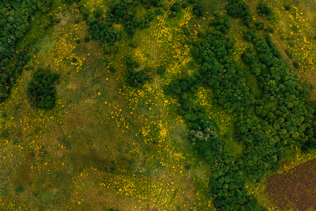 New road nature through swamp impenetrable forest, top aerial view dronの写真素材