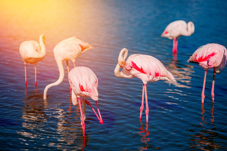 Pink flamingos in sunset blue water lake. National park. Concept migrationの写真素材