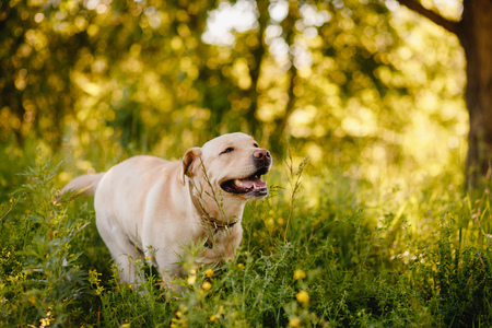 Active, smile and happy purebred labrador retriever dog outdoors in grass park on sunny summer day.の写真素材