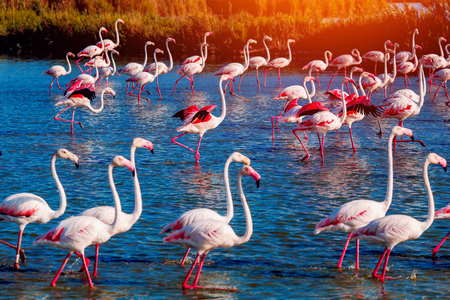 Pink flamingos in sunset blue water lake. National park. Concept migrationの写真素材