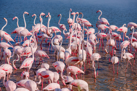 Pink flamingos in sunset blue water lake. National park. Concept migrationの写真素材