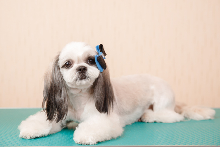 Closeup haircute dog grooming. Concept before and after Shih tzu shearの写真素材