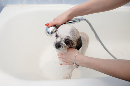 Shih tzu is shower at home, foam on wool. Happiness dog taking bubble bath.の写真素材