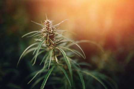 Bush Flowering herb hemp with seeds and flowers sun glint background. Concept breeding of marijuana, cannabis, legalization.の写真素材