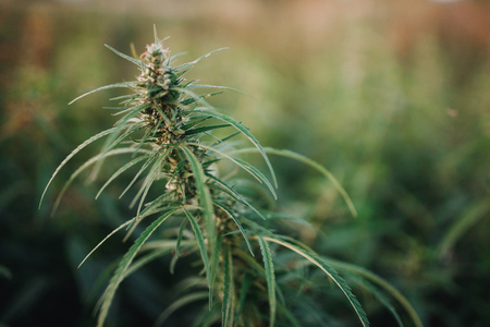 Bush Flowering herb hemp with seeds and flowers sun glint background. Concept breeding of marijuana, cannabis, legalization.の写真素材