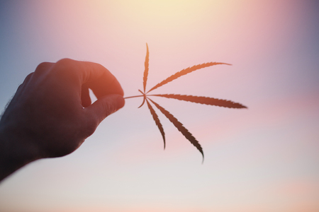 Close-up Hands man holding sprout of hemp grass on dark green background. Concept legalization of cannabis, marijuana, herbs.の写真素材