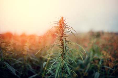 Bush Flowering herb hemp with seeds and flowers sun glint background. Concept breeding of marijuana, cannabis, legalization.の写真素材