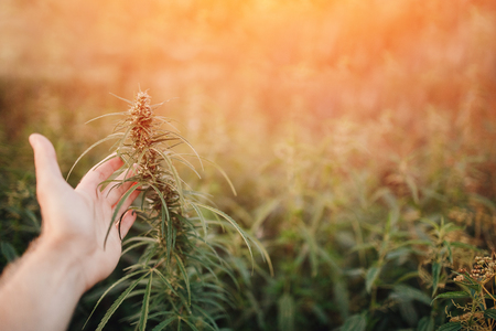 Close-up Hands man holding sprout of hemp grass on dark green background. Concept legalization of cannabis, marijuana, herbs.の写真素材