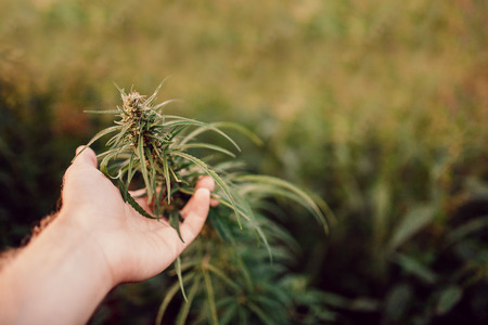 Close-up Hands man holding sprout of hemp grass on dark green background. Concept legalization of cannabis, marijuana, herbs.の写真素材