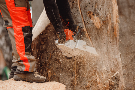 Close-up of woodcutter lumberjack is man chainsaw tree.の写真素材
