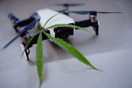 Delivery cannabis marijuana hemp with help of drone through air across border. Concept of dealer...