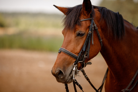 Close-up of head and eye brown horse, mane, stirrups on face dressage.の写真素材