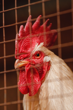 cock in pen on an ecological farm in mountains.の写真素材