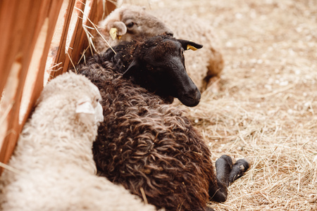 Sheep in pen on an ecological farm in mountains.の写真素材