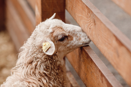 Sheep in pen on an ecological farm in mountains.の写真素材