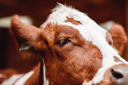 Cow in pen on ecological farm in mountains.の写真素材