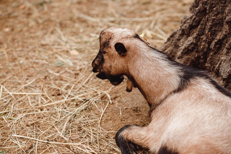 Goat in pen on an ecological farm in mountains.の写真素材