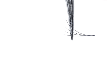 Closeup eyelash extension tweezers tools on white background. Artificial lashes 4D isolated.の写真素材