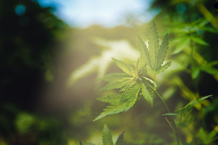 Bush green marijuana cannabis on sky blue background.の写真素材
