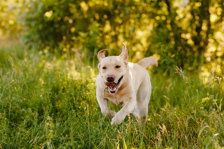 Dog labrador retriever playing outside smile in green parkの写真素材