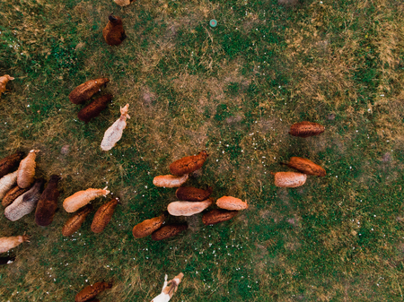 Herd of sheep grazing on field, top view, aerial droneの写真素材