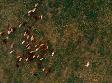 Herd of sheep grazing on field, top view, aerial droneの写真素材