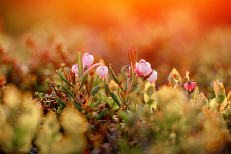 Close-up of moss sunlight sunset. Concept arctic plants, food for deer.