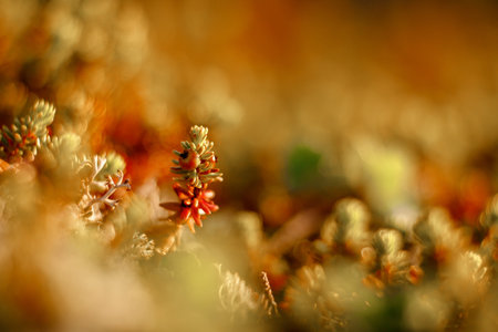 Close-up of moss sunlight sunset. Concept arctic plants, food for deer.