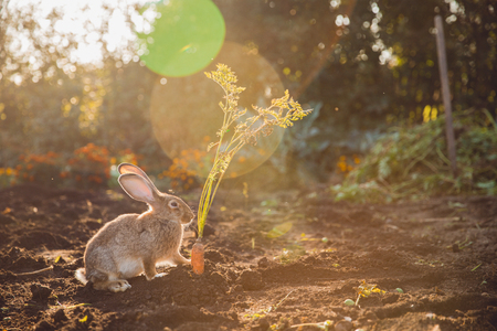 Rabbit hare on backdrop of garden. Sun light.の写真素材