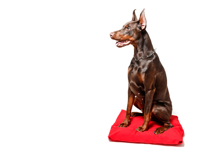 Doberman dog sits on red pillow against white isolated background.の写真素材