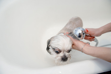 Shih tzu dog is bathed after walk, hair is cutの写真素材
