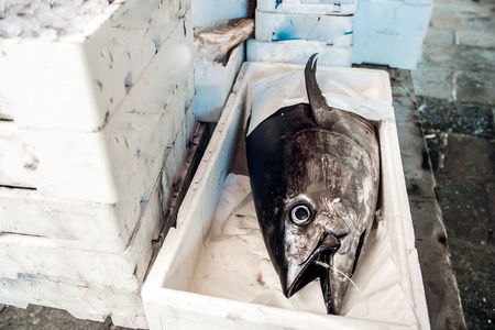 Seafood market, fresh catch exposed on ice counter, Venice, Italy.の写真素材