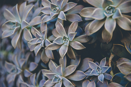 Flowers of Echeveria with violet-green leaves close up in full screen, large format printing, desktop Wallpapersの写真素材