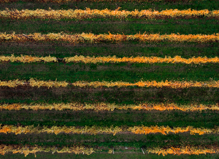 Autumn plantation with horizontal rowlines, alternation of yellow and green bushes, leaves. Top view aerial droneの写真素材