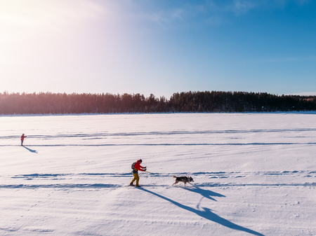 Man on skis walks harness sled dog in winter through snow trail. Concept active leisure. Aerial top view.の写真素材