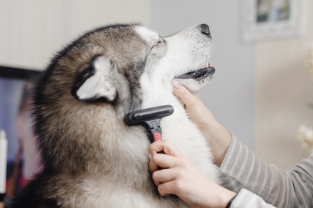 Dog is sitting sideways with her eyes closed, woman cleaning wool.の写真素材