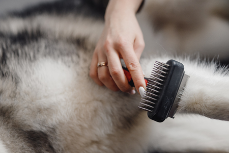 In center frame comb with large teeth for grooming animals.の写真素材