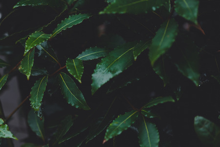 Beautiful tropical green leaves after rain with drops background.の写真素材